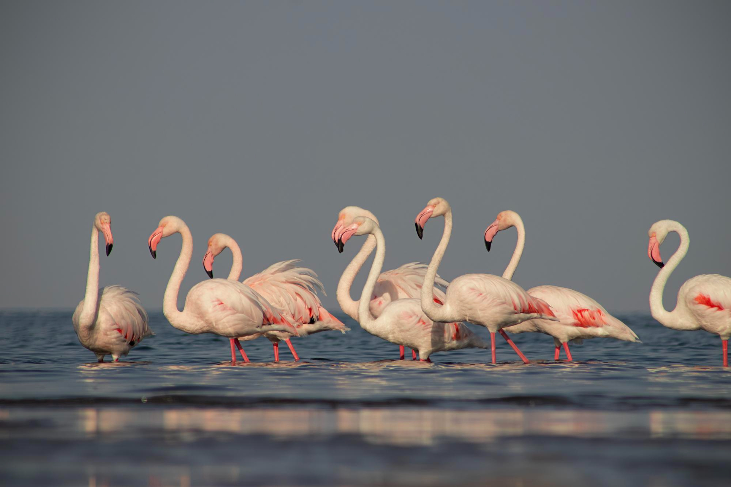 Flamingos flock