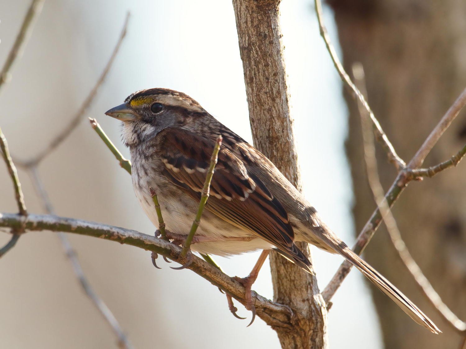 Bird