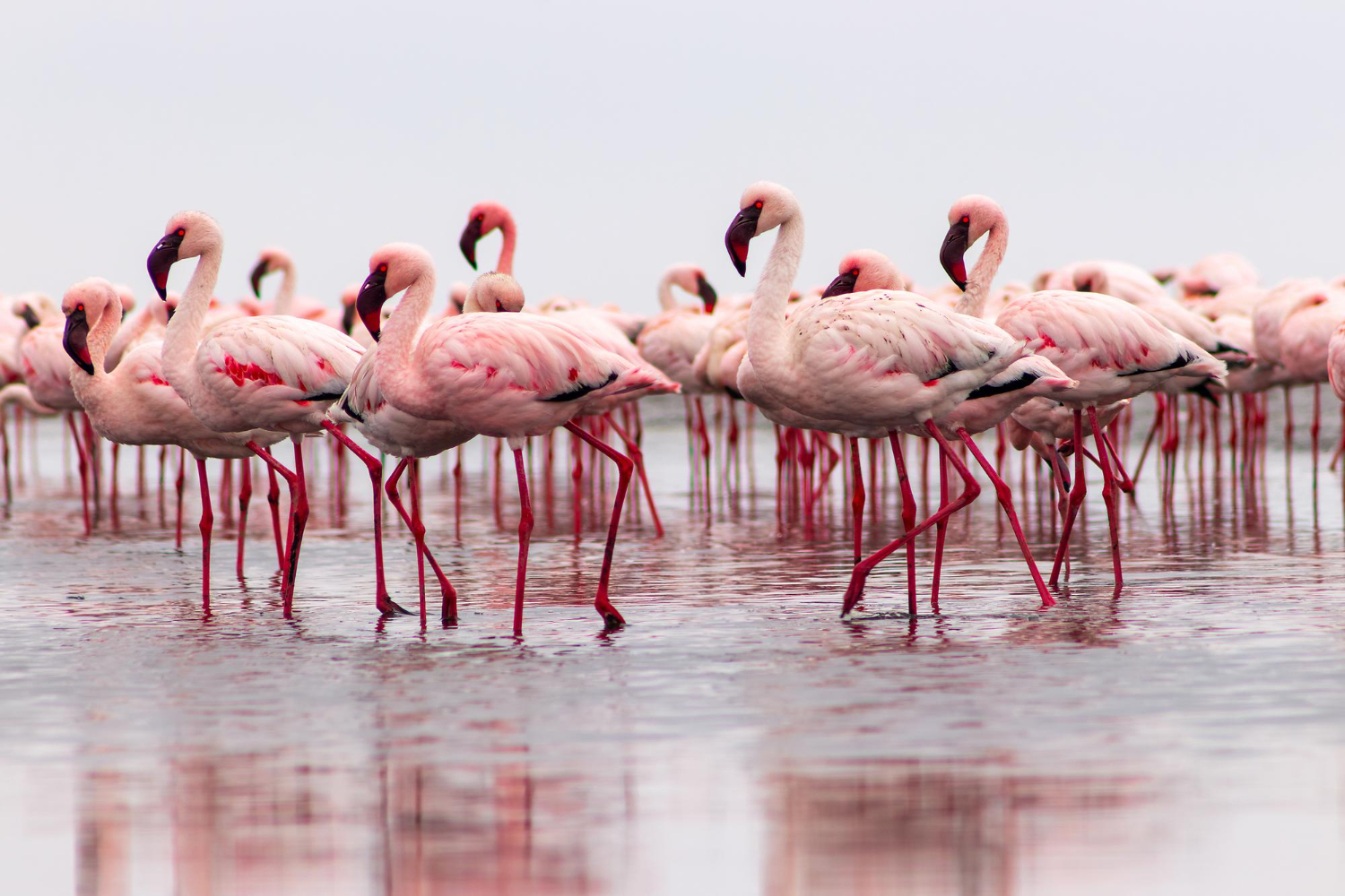 Flamingos flock
