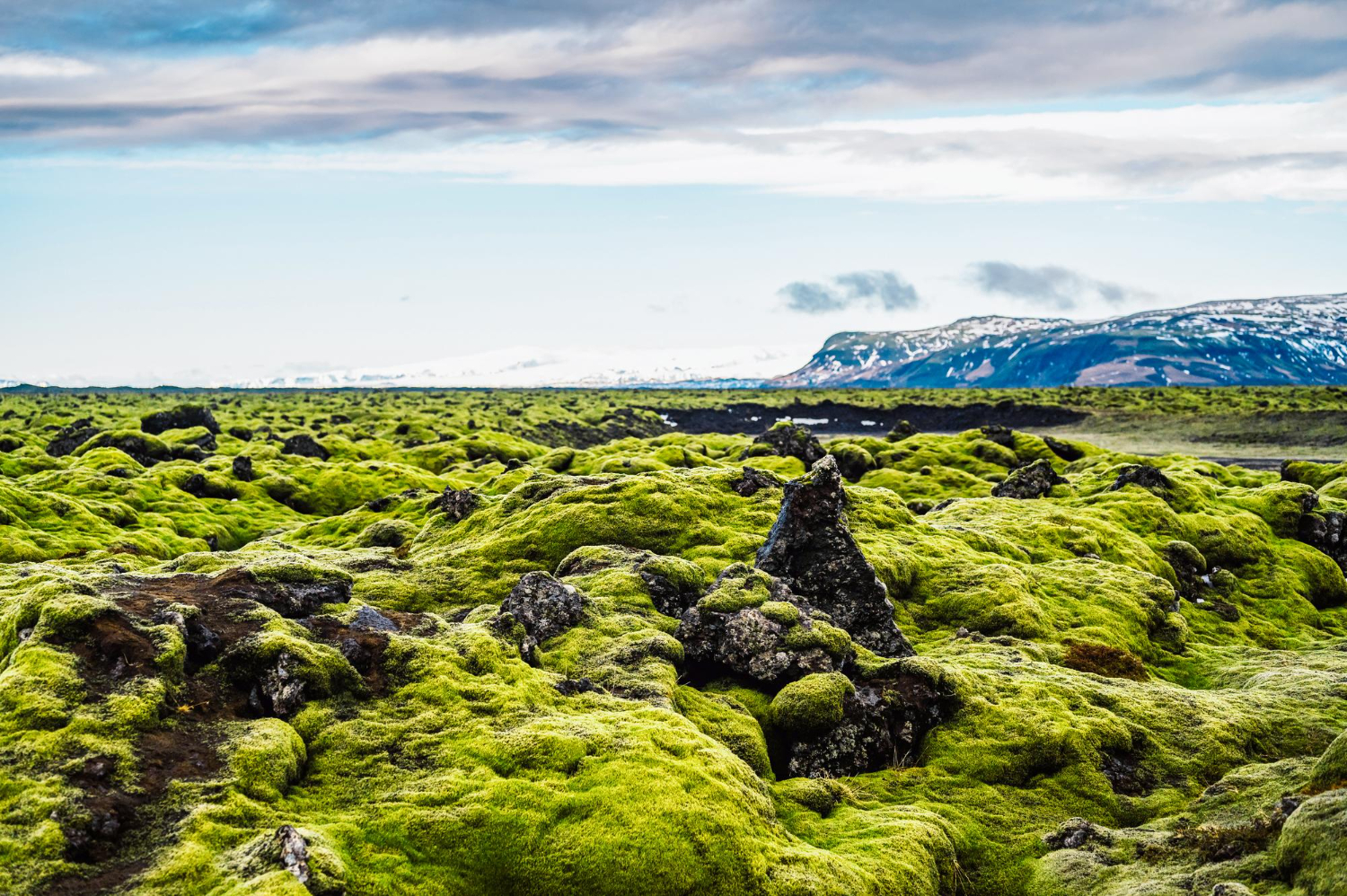 Iceland landscape moss volcanic