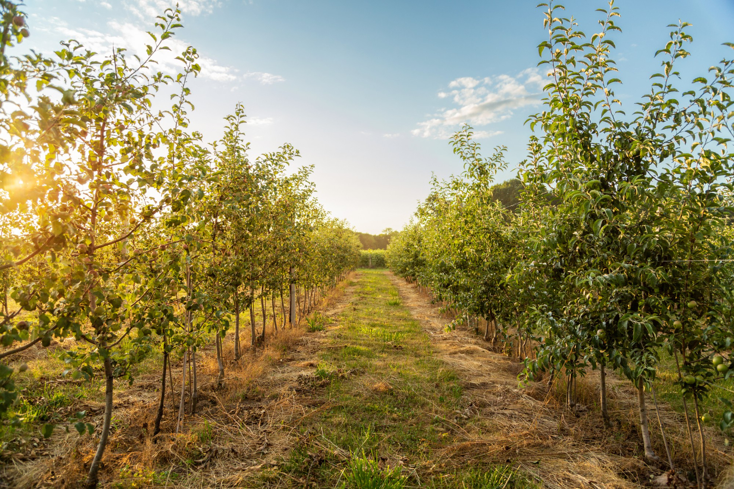 orchard