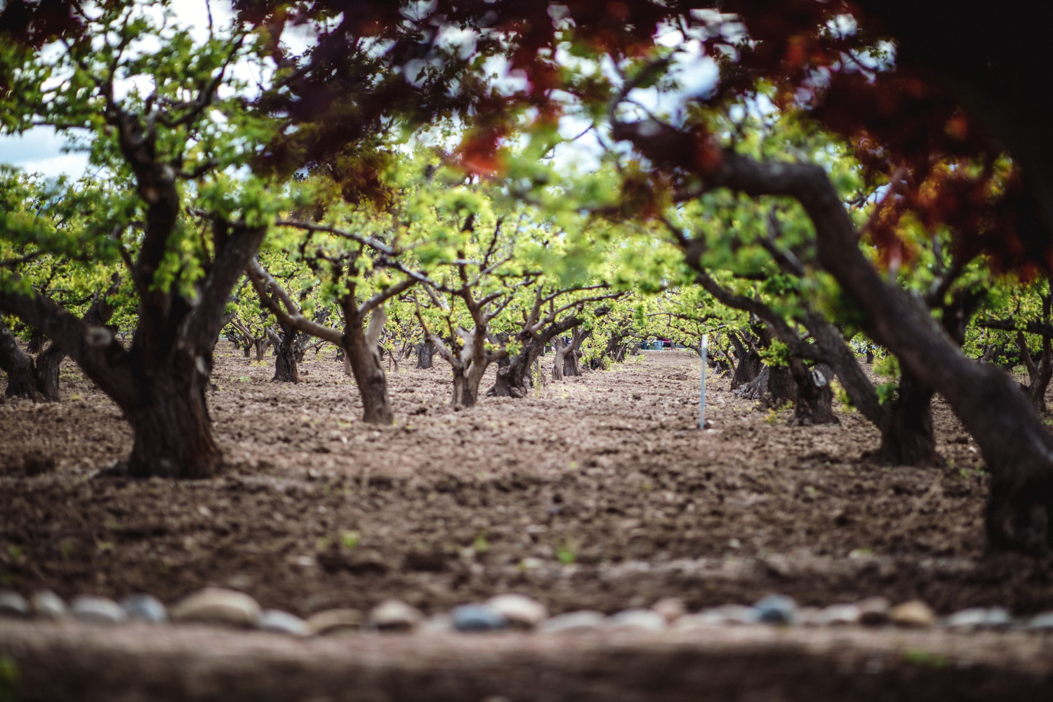 orchard