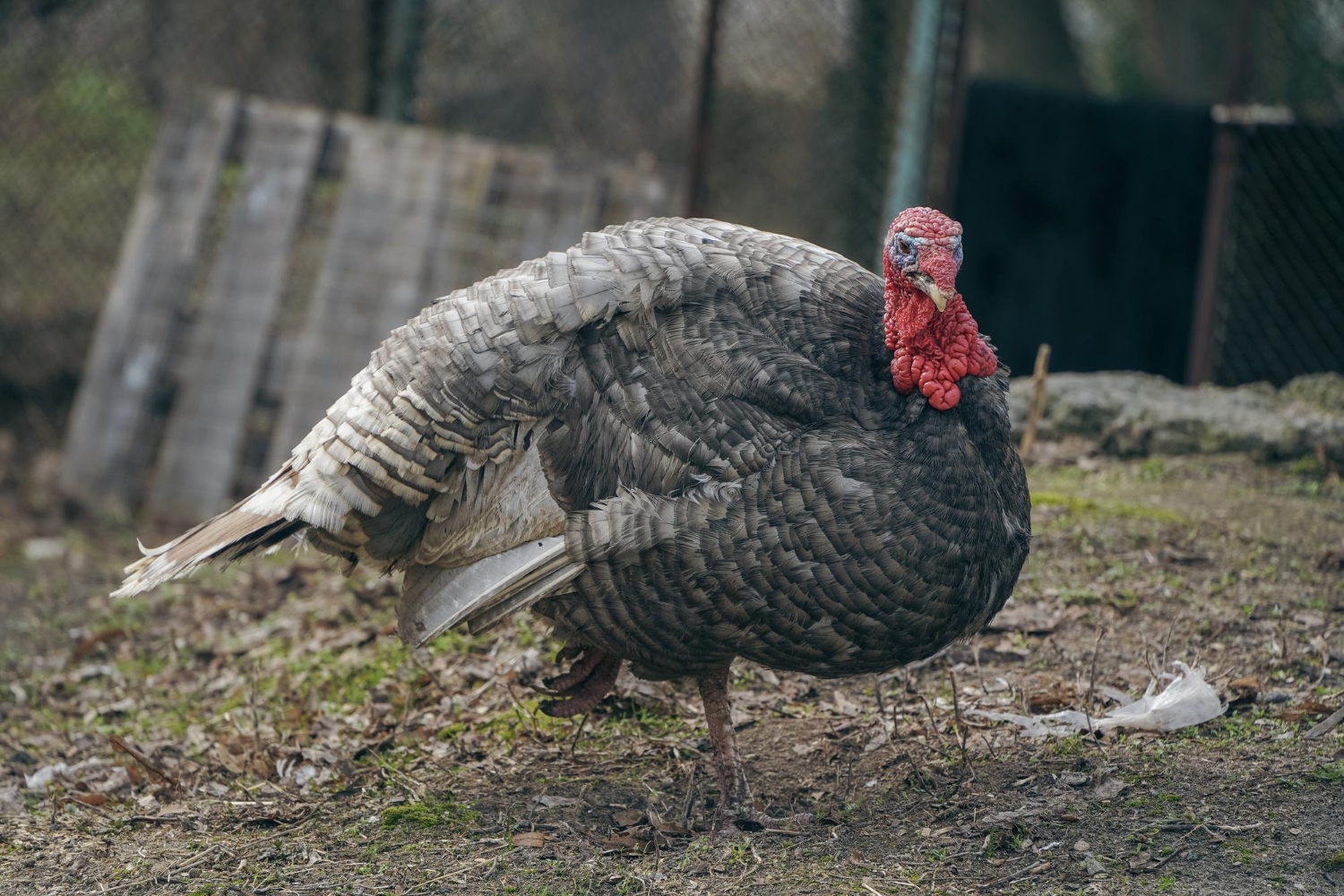Turkey