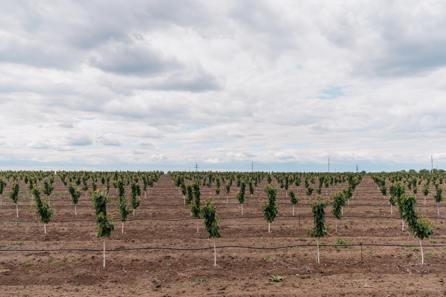 orchard