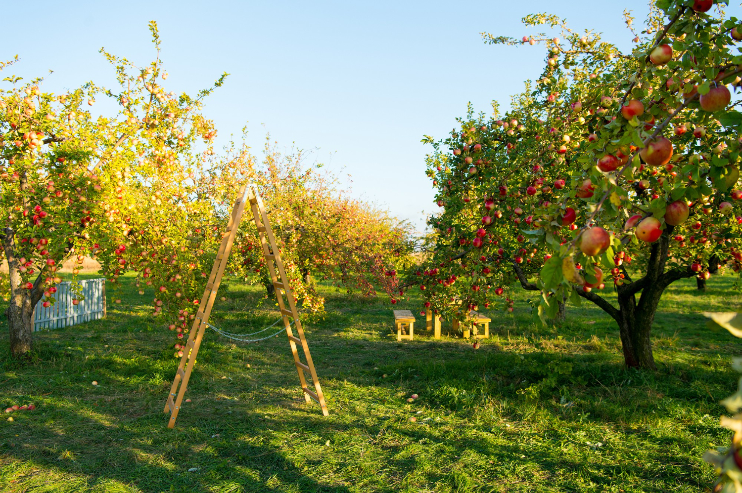 17 Kinds of Orchard and What Each Arrangement Solves