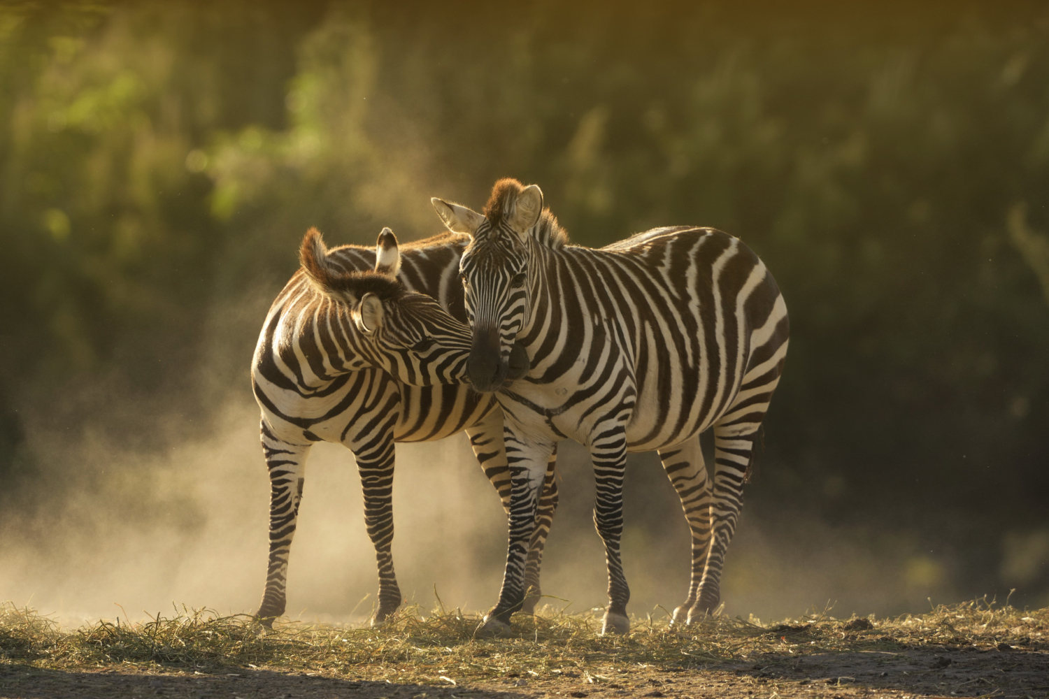 Animals