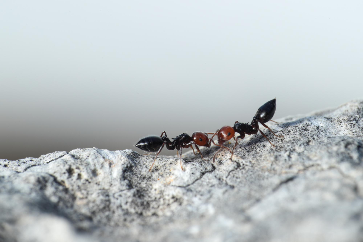 ants