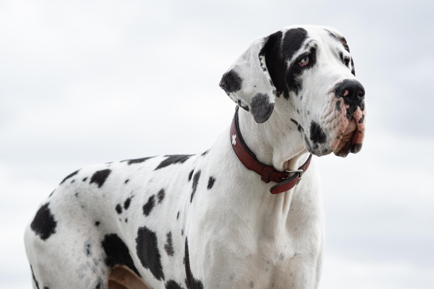 Great Dane