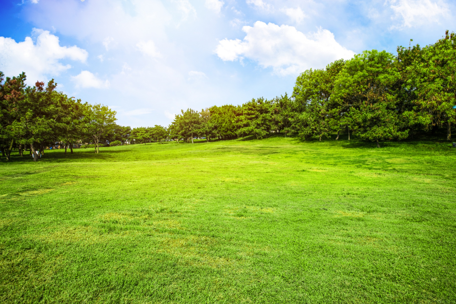 grass field