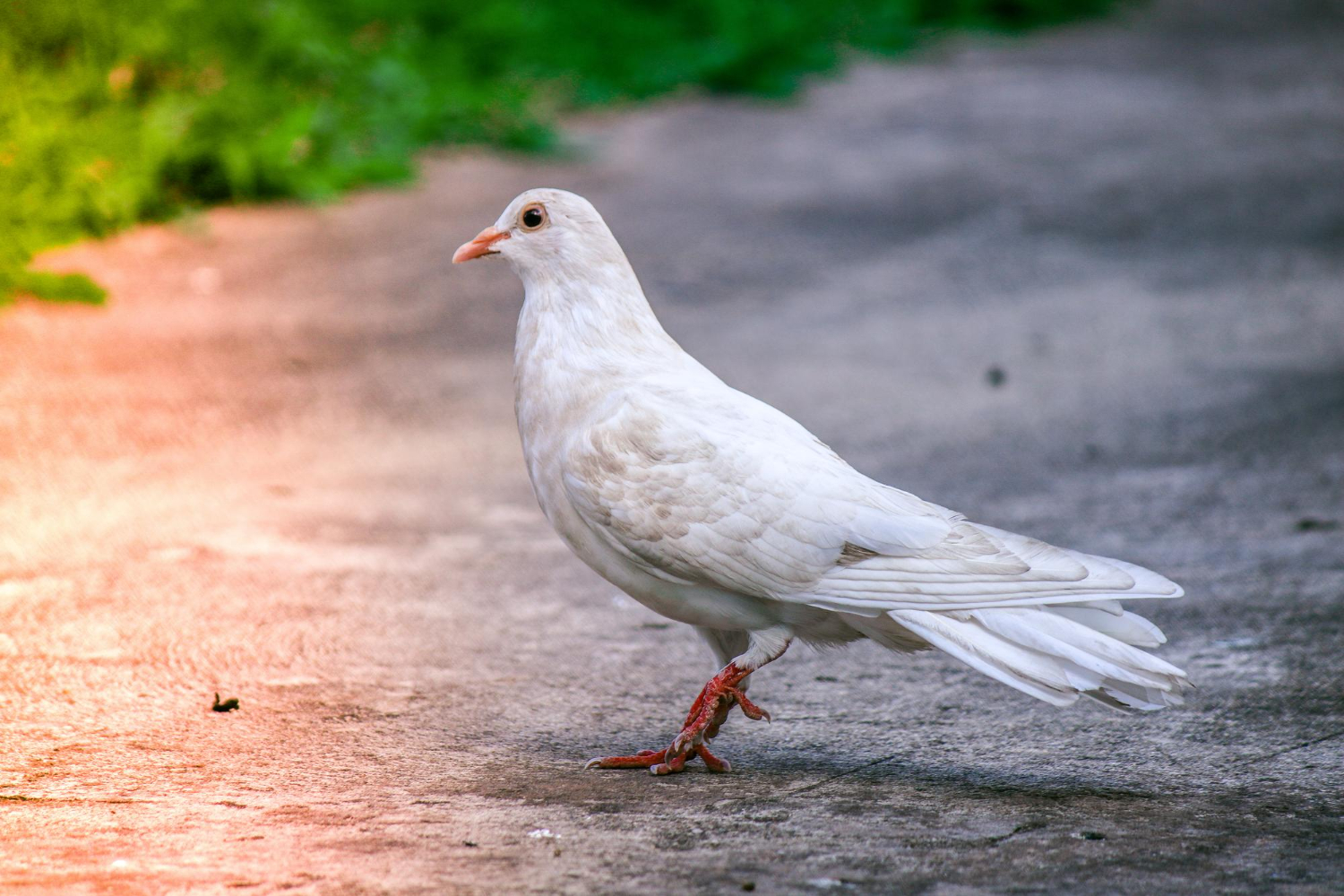 pigeon