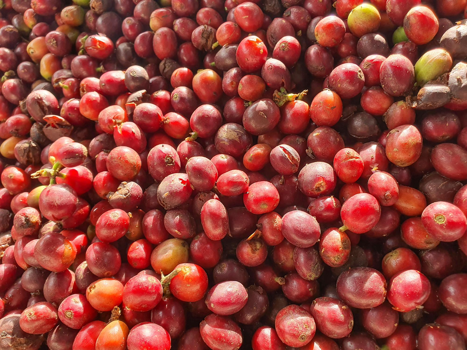 Coffee Cherries