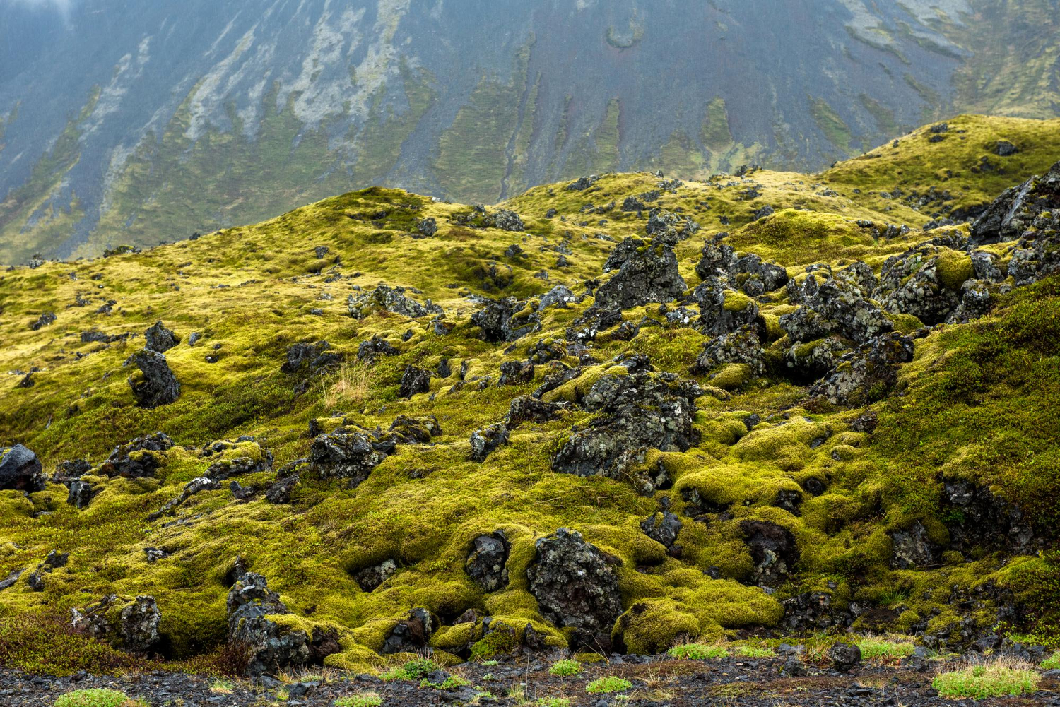Iceland landscape moss volcanic