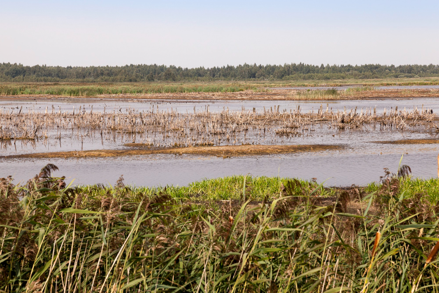 wetland