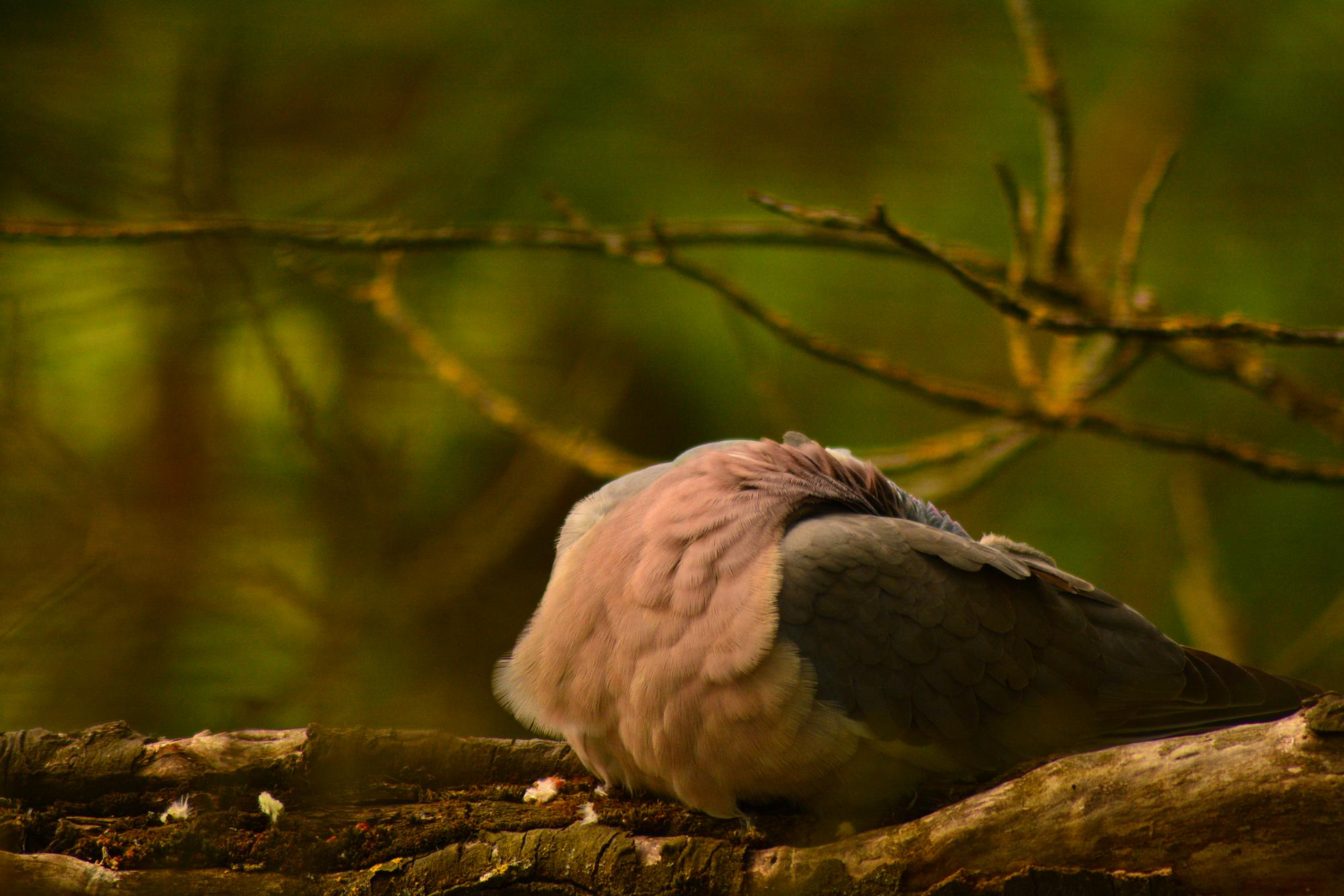 Bird