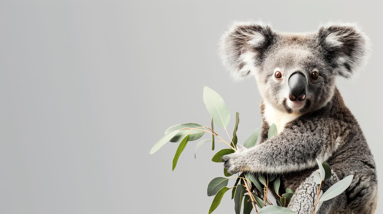 Koala