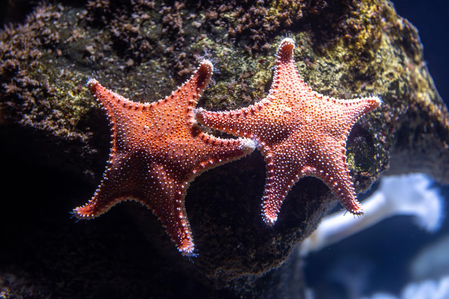Cephalopods