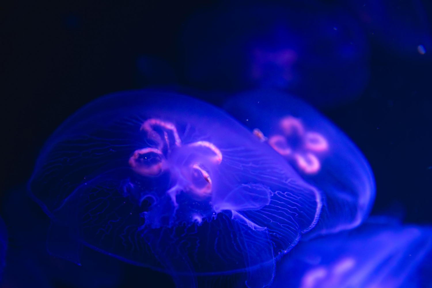 Bioluminescence