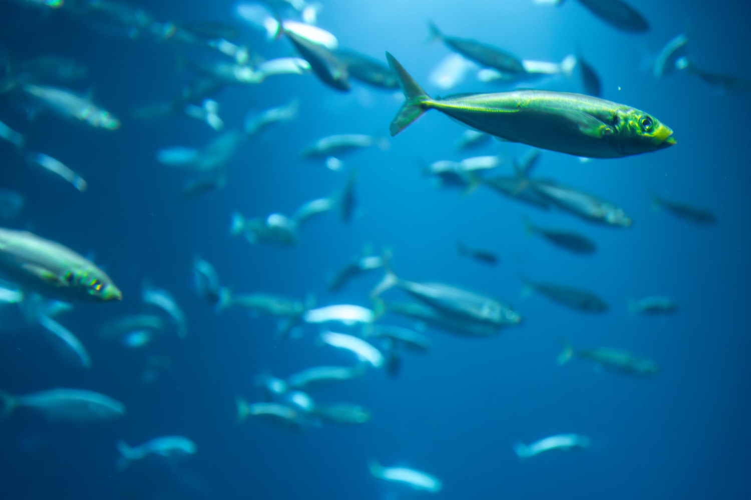 Fish