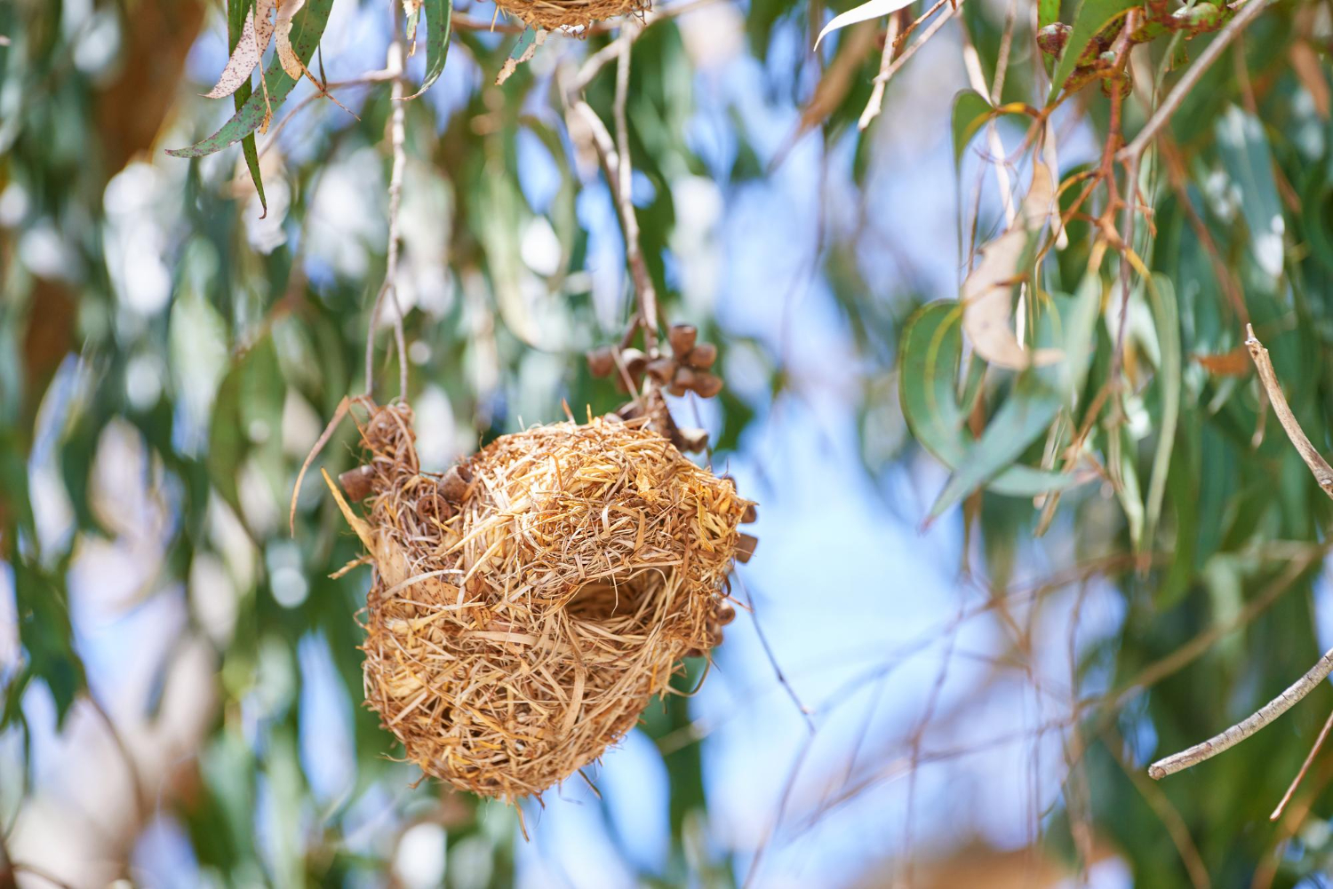 bird eggs nest