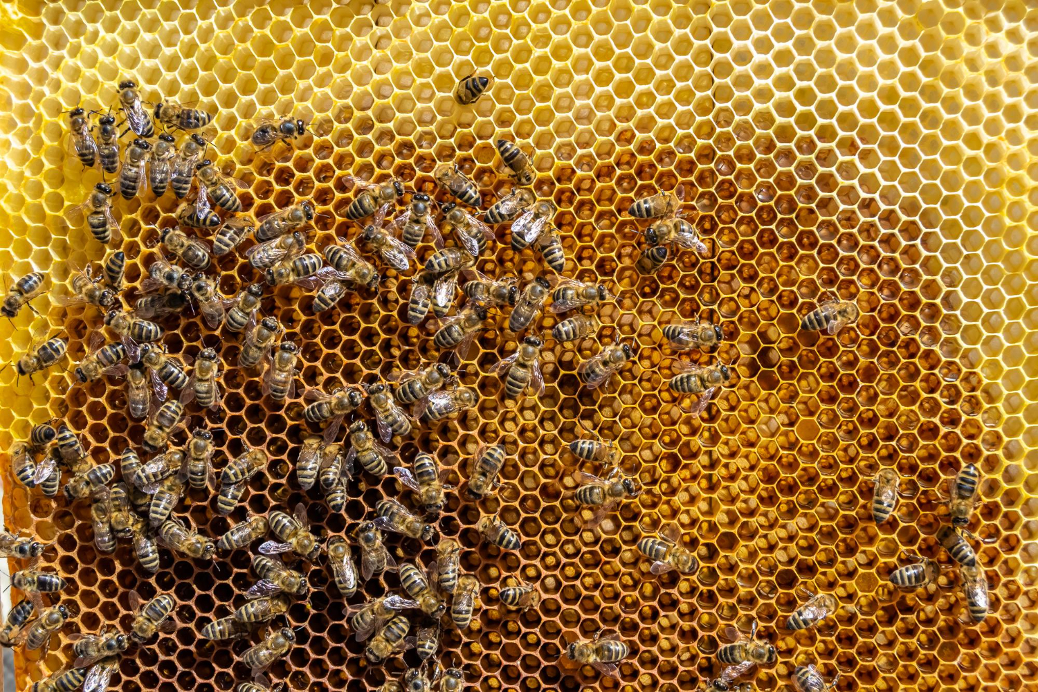 honeybee comb