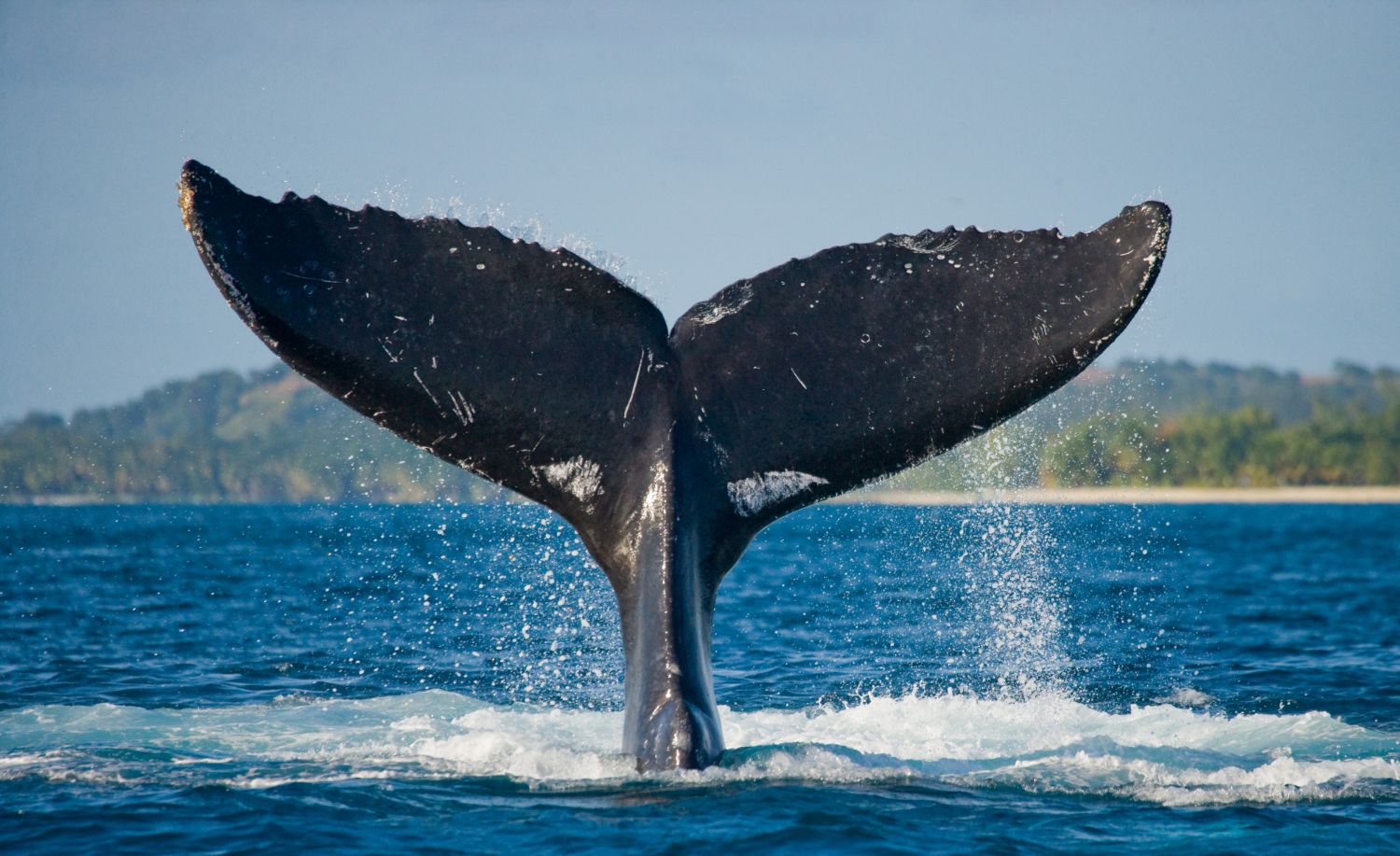 Whale