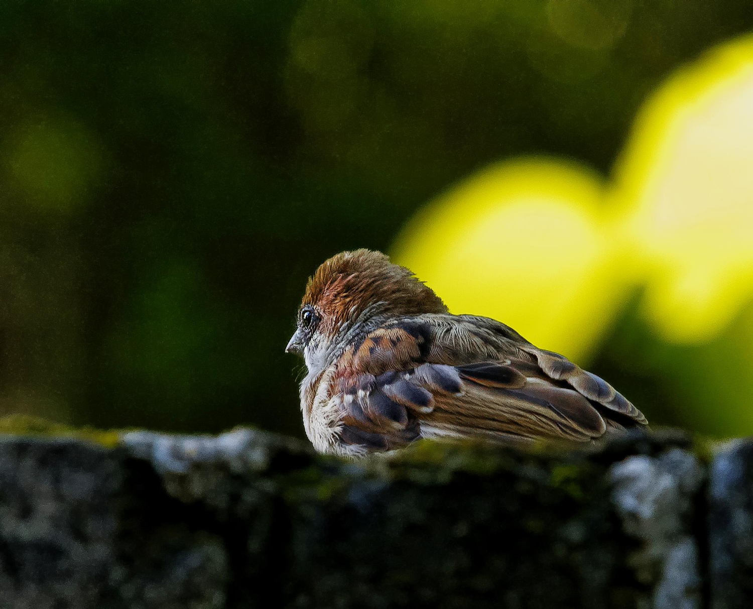 Bird