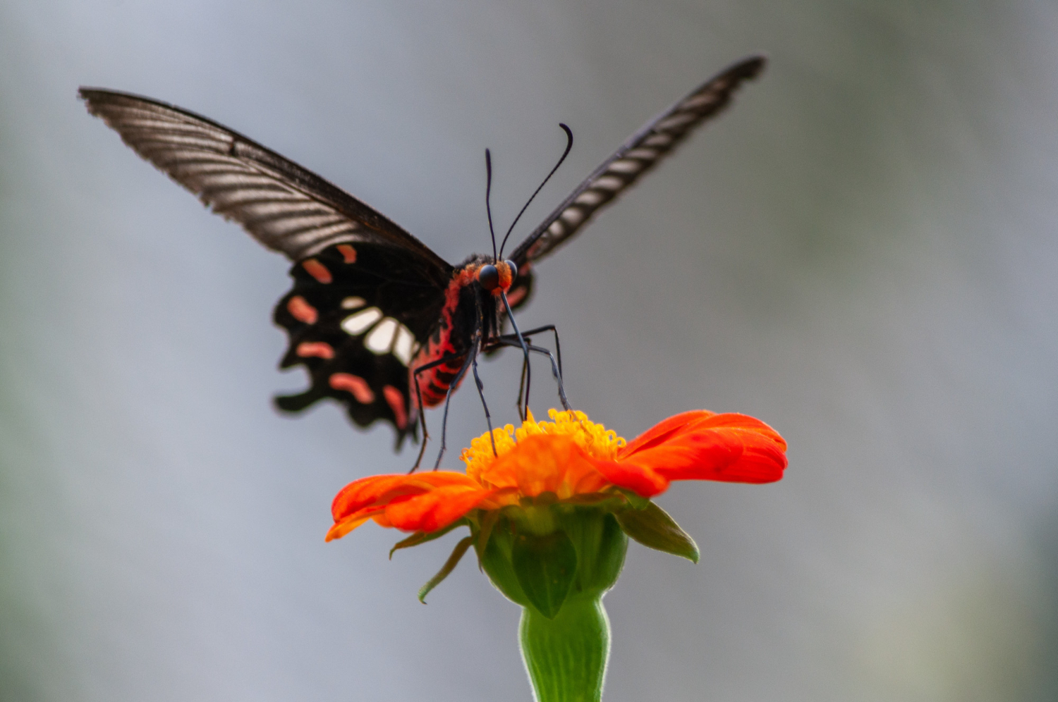 insect
