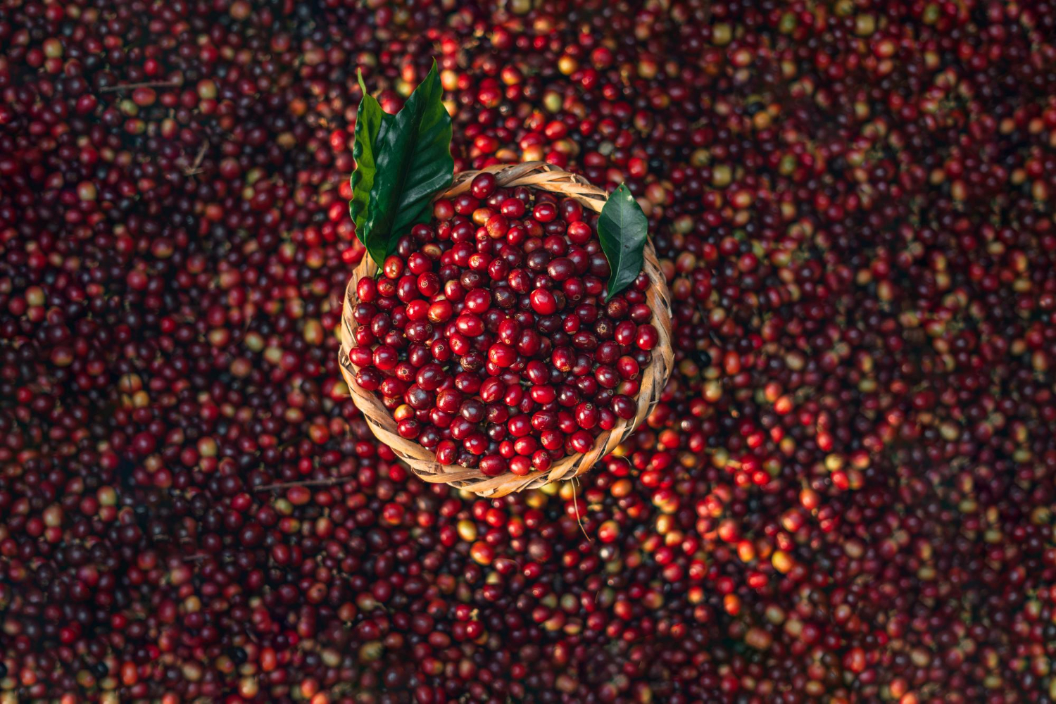 Coffee Cherries