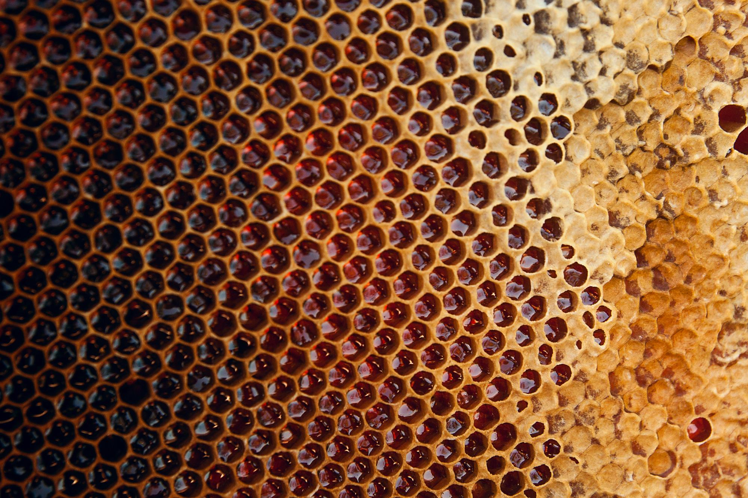 honeycomb cells