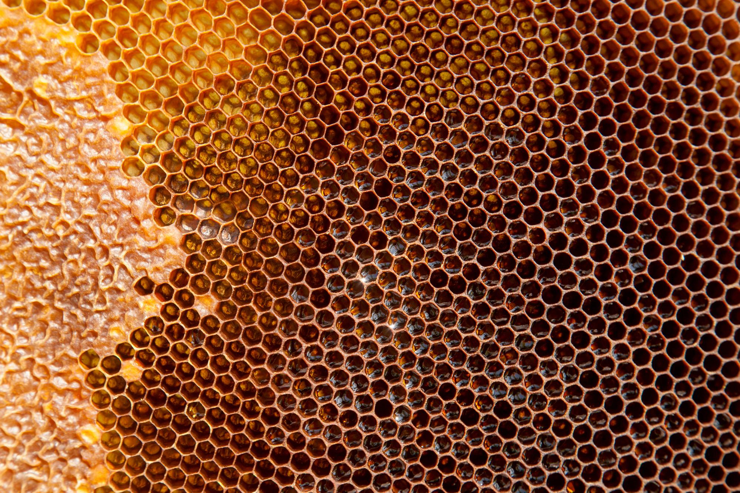 honeycomb cells