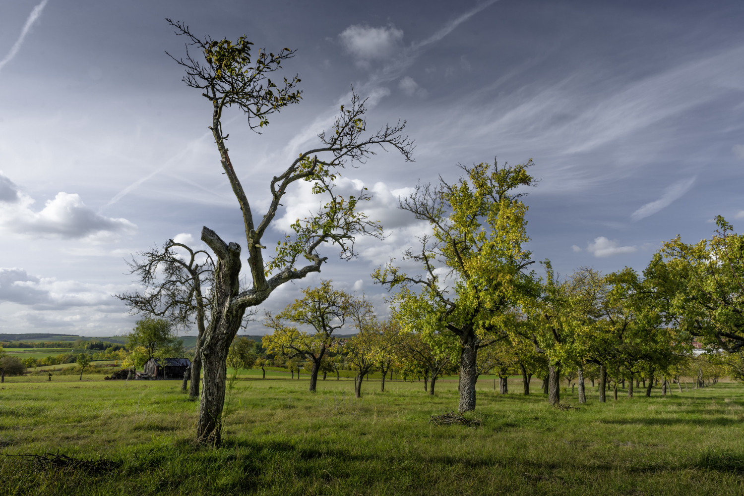 orchard