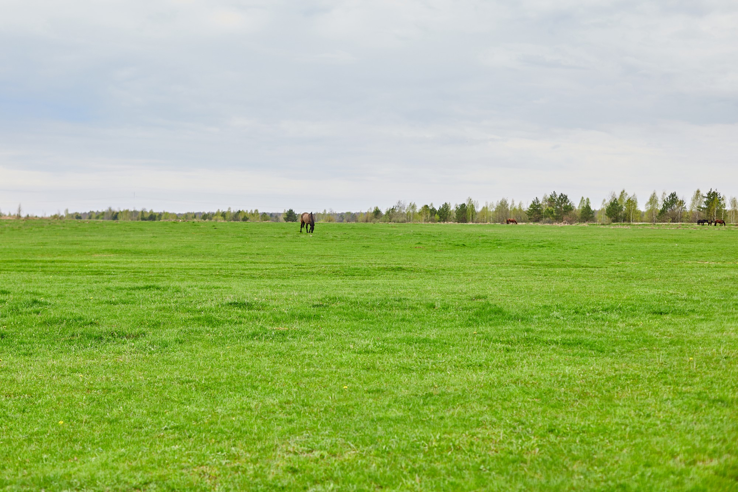 grass field