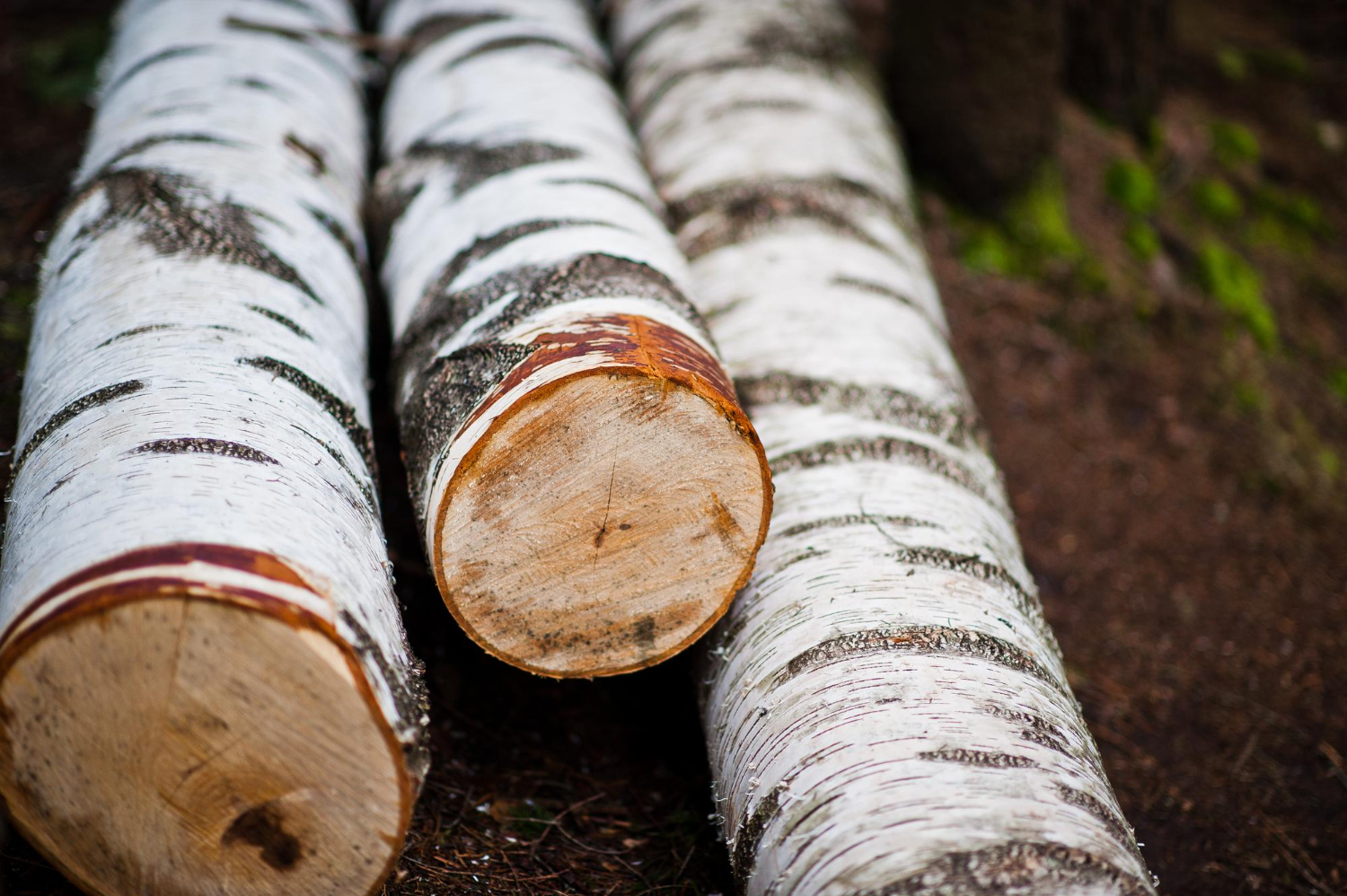Birch