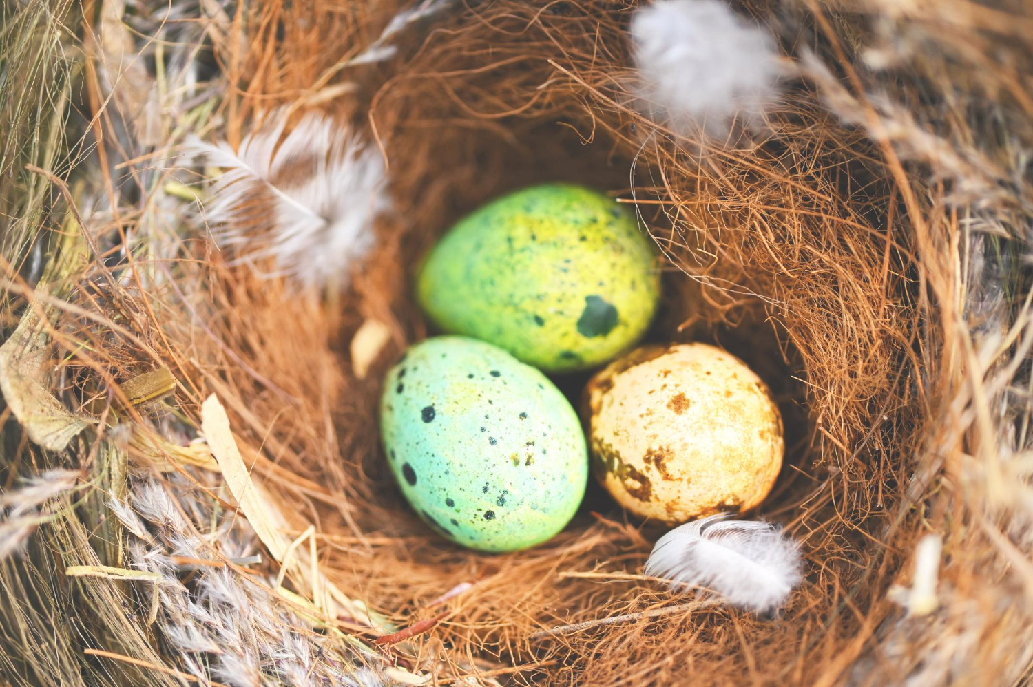 bird eggs nest