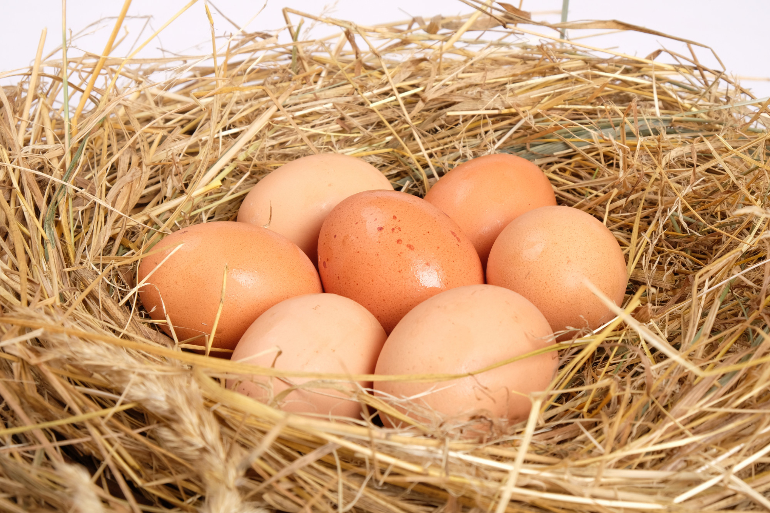 bird eggs nest
