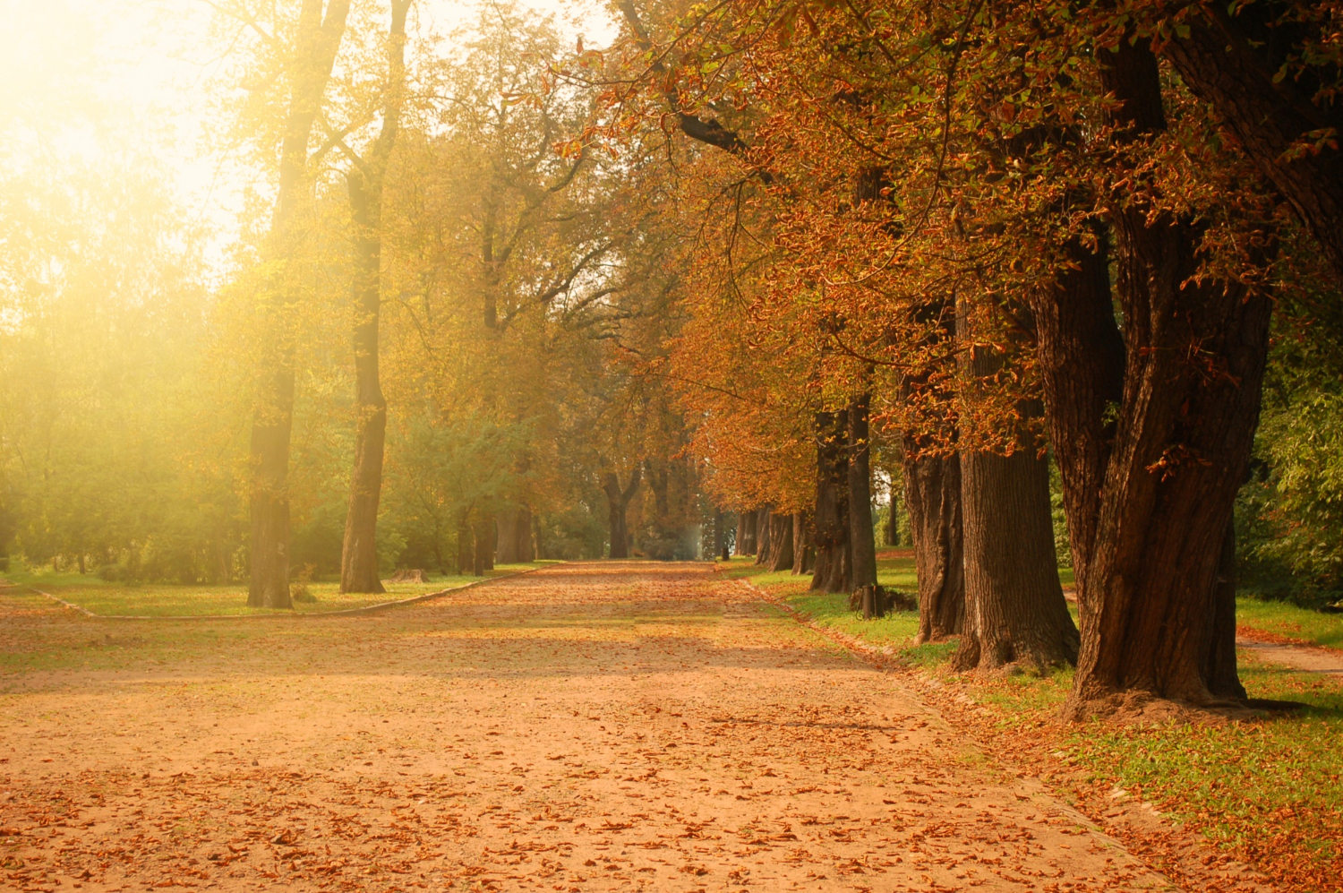 Autumn Season