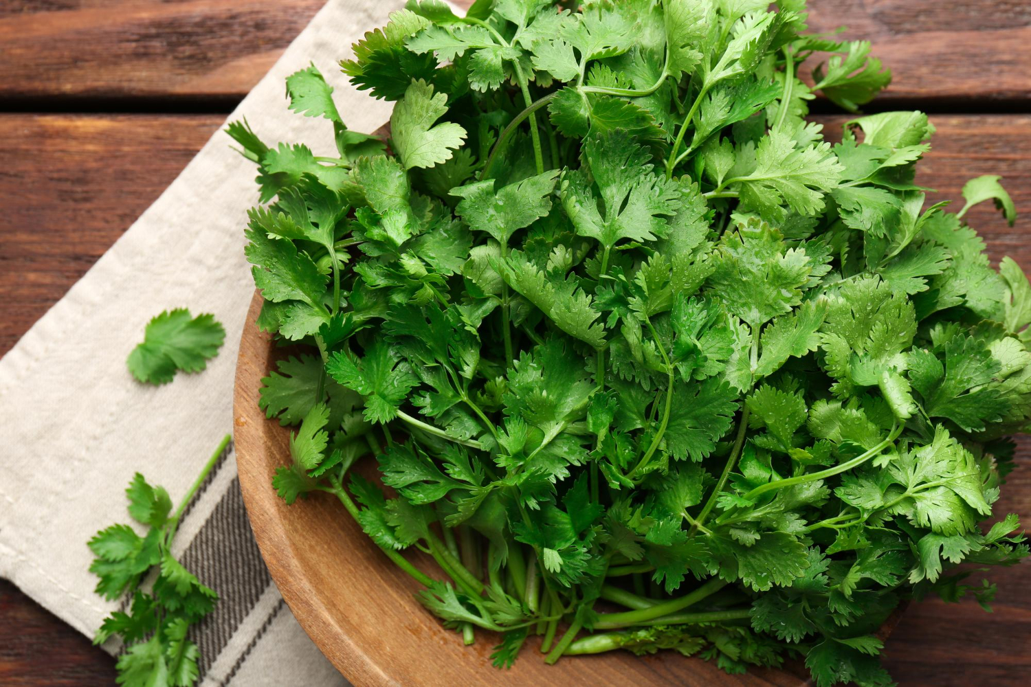 Fresh coriander leaves