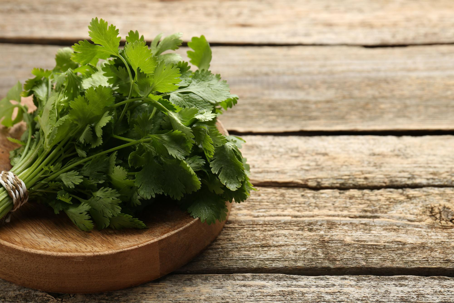 Fresh coriander leaves