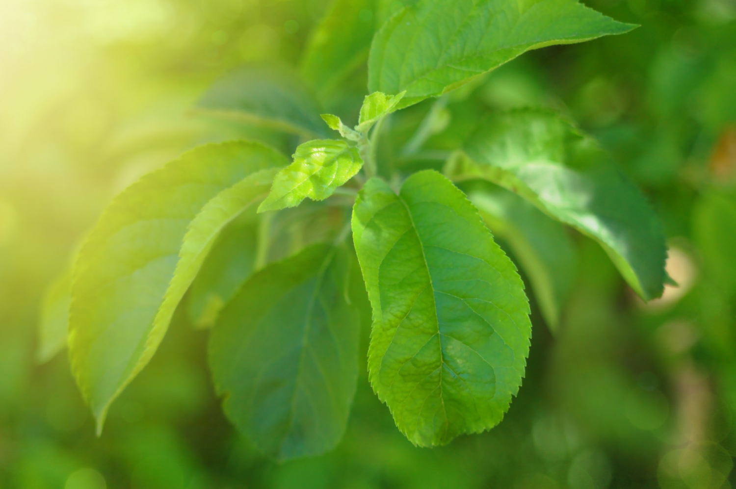 Stevia