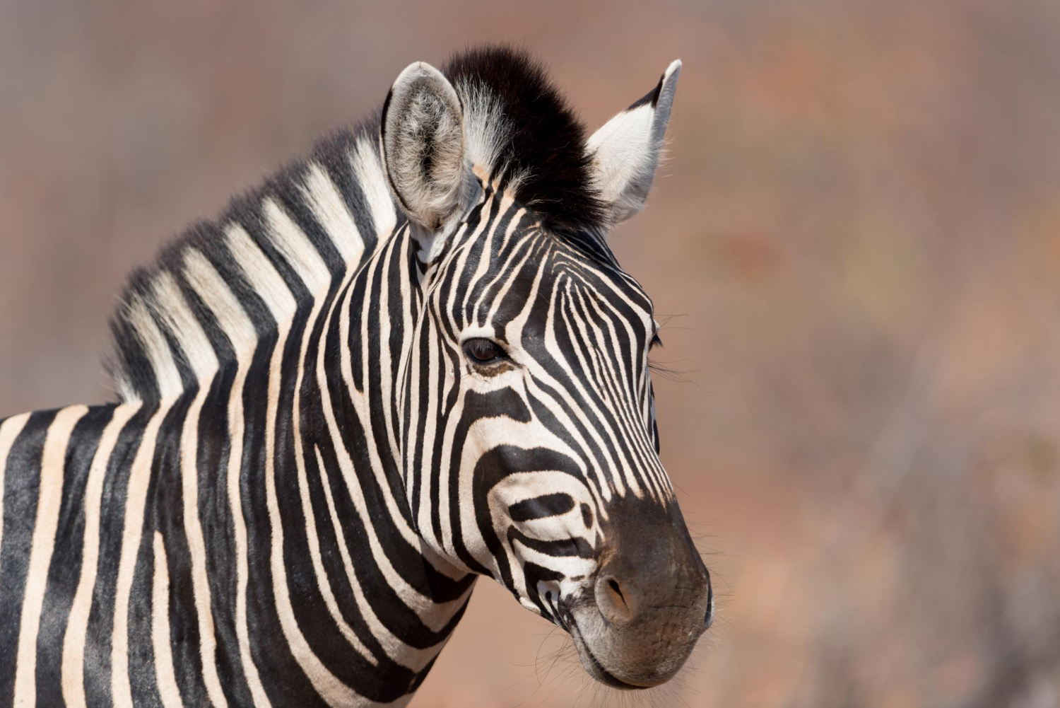 Zebra