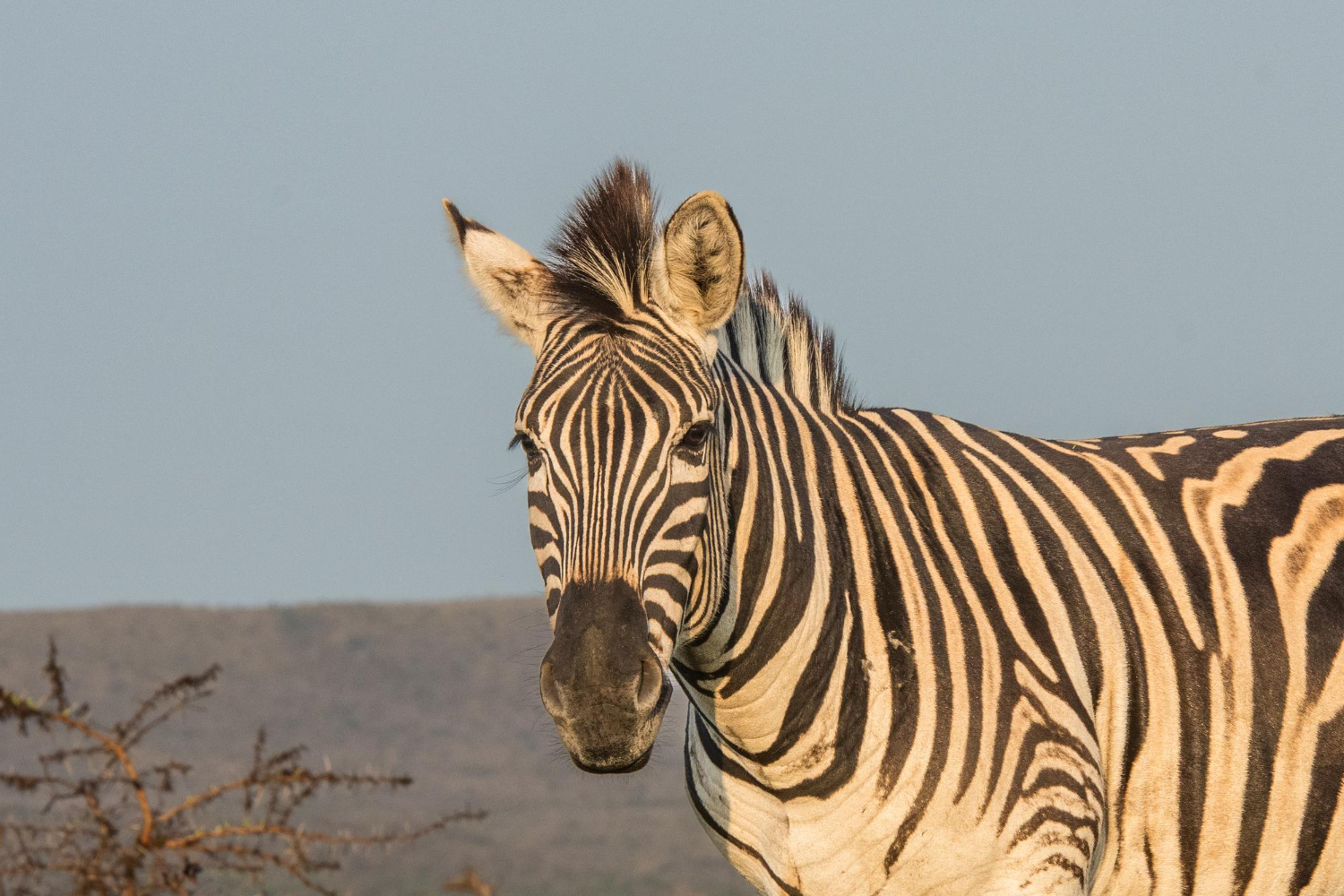Zebra