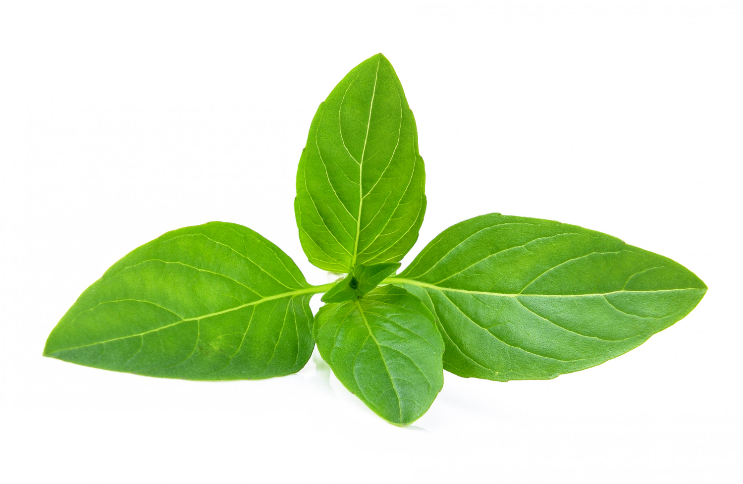 Basil
