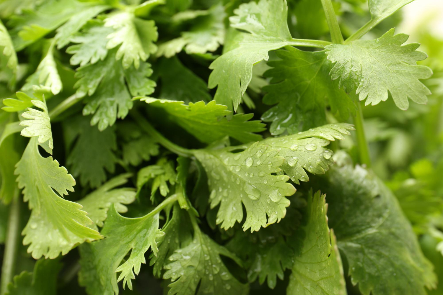 Fresh coriander leaves