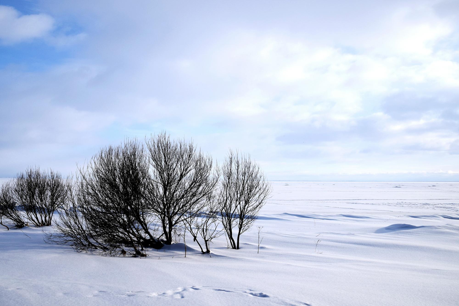 Frozen landscape