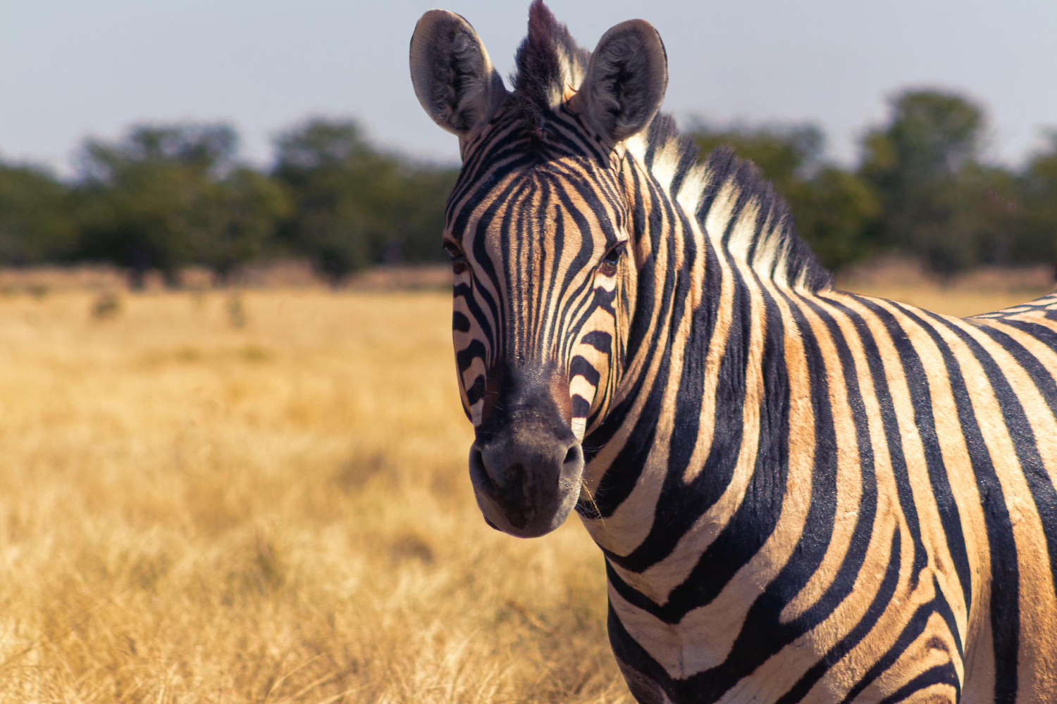 Zebra