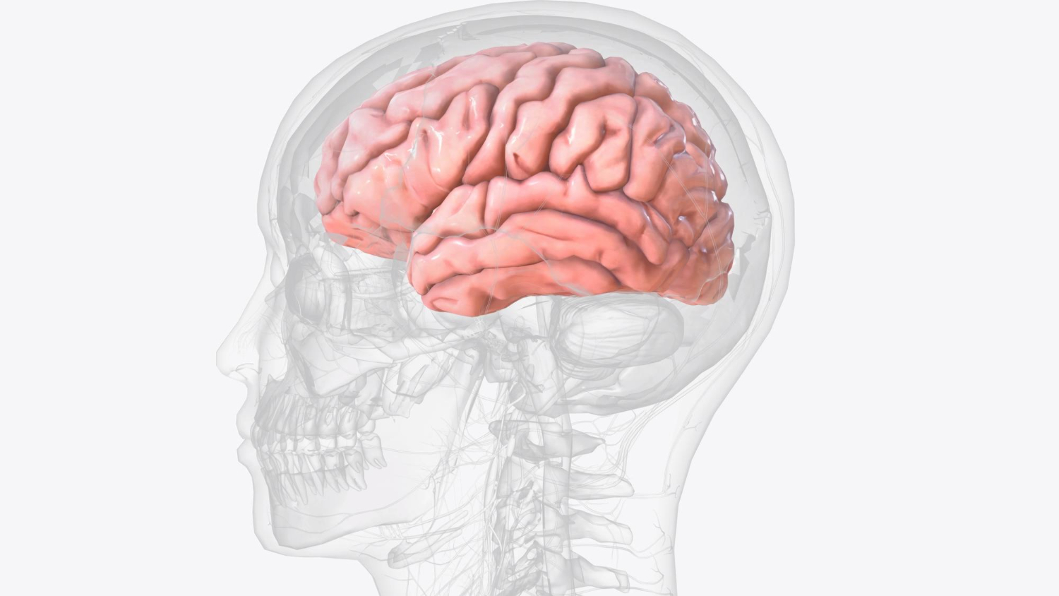 human brain diagram