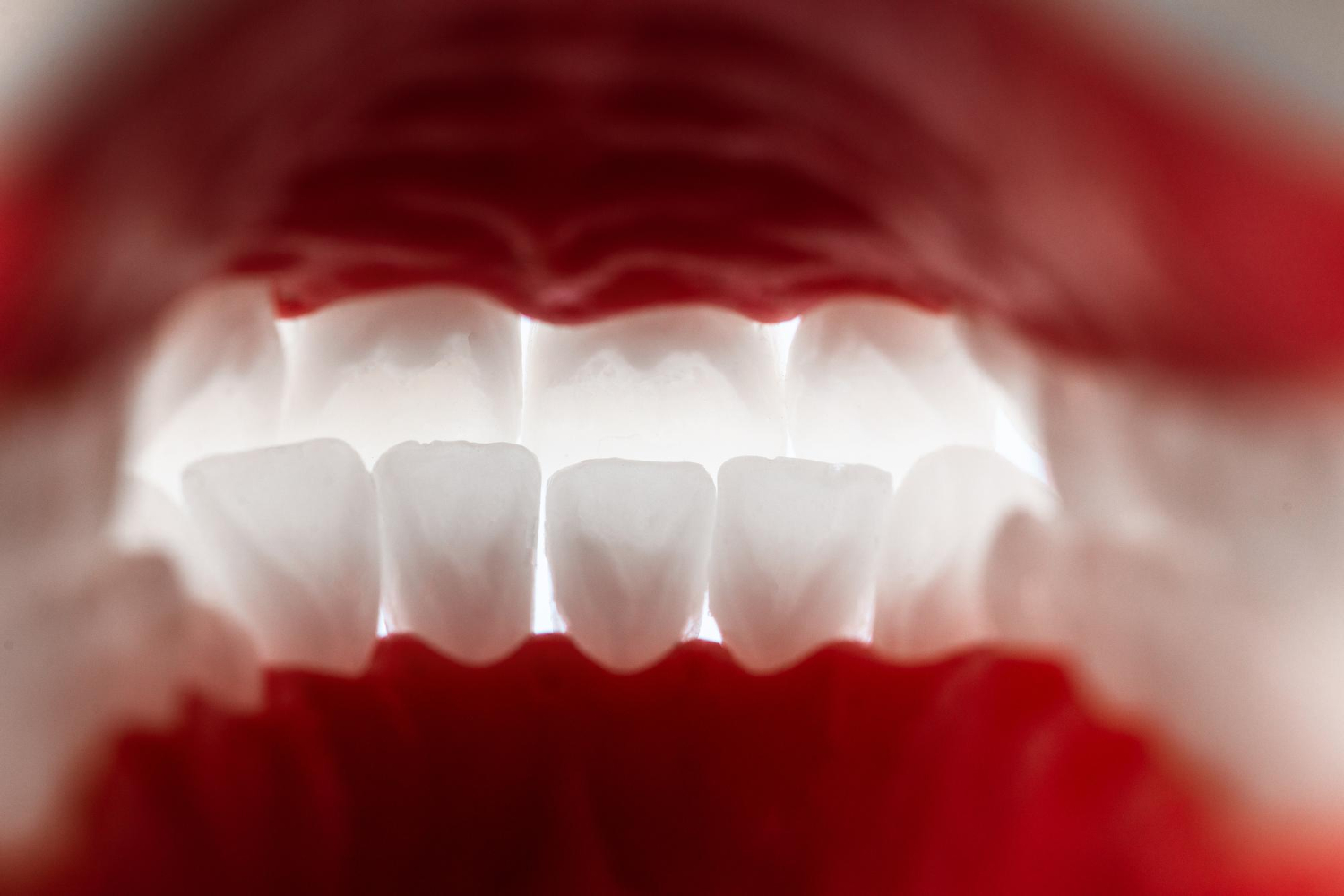 human skull jaw teeth