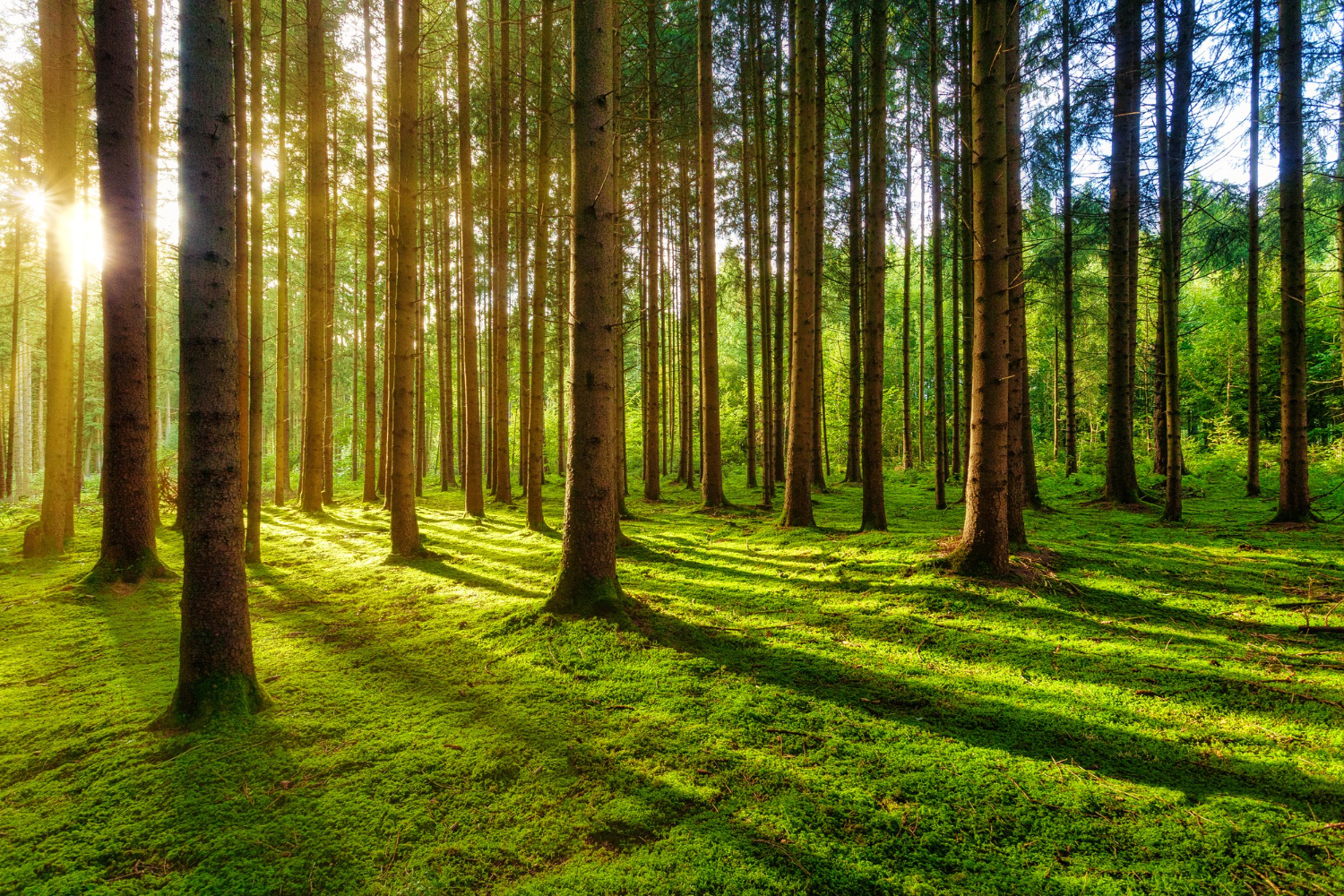 12 Things Shadows and Sunlight Do That Look Impossible