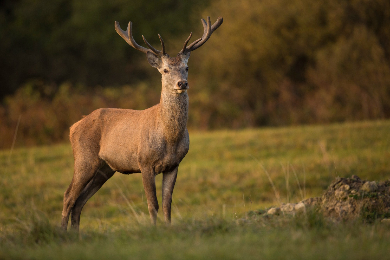 Deer