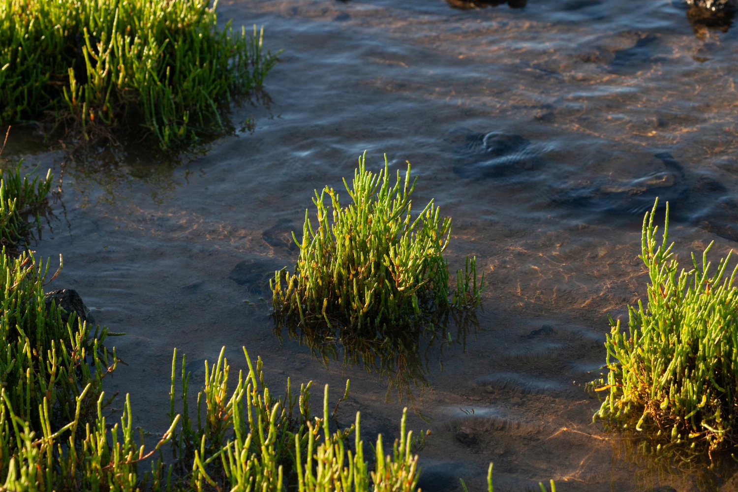 seagrass